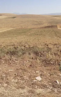 سرکارگر خانم