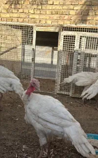 بوقلمون گوشتی
