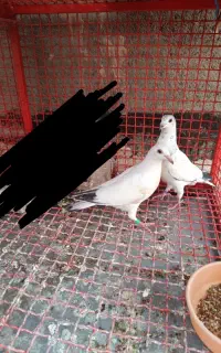 کفتر جوجه گمشده مژدگانی
