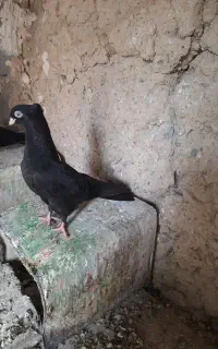 کبوتر زاغ