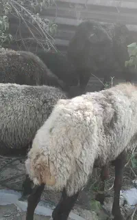 ۵ تا گوسفند میش بالغ و ۲ تا بره بزرگ