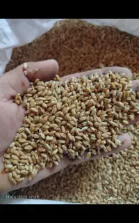 20عدد گونی گندم پاک فروشی زحکلوت