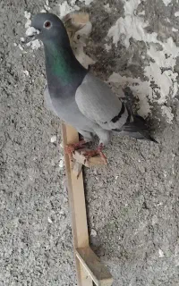 چهار عدد کفتر صید