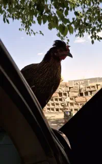 مرغ و خروس بومی