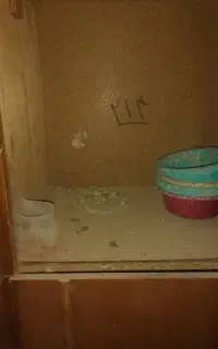 جفت کن کبوتر
