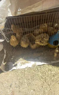 بلدرچین تخم گذار