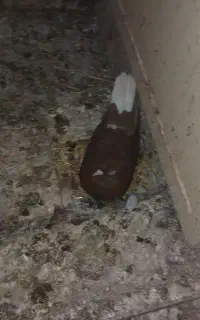 سلام کفتر فروشی