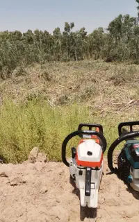چوب بری و هرس درخت با اره برقی