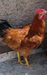 خروس محلی