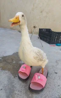 اردک