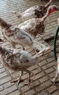بوقلمون بوربورن سه ماه و نیمه