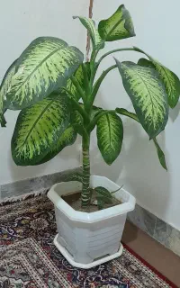 گل دیفن و سانسوریا