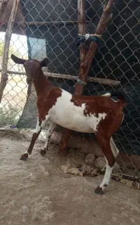 کهره صلاله