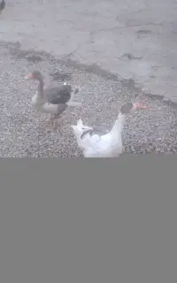 دوتا قاز ماده