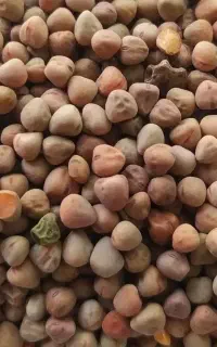 گاودانه بوجاری شده