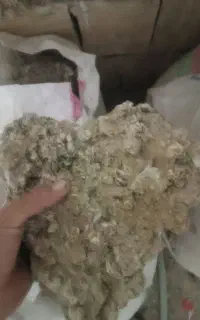 کود یا بار کفتر