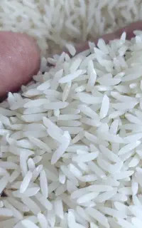پخش عمده و خرده برنج هاشمی