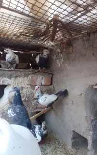 پرنده