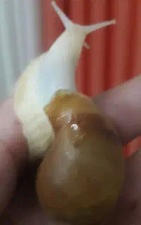 عصاره خاویار حلزون رفع تمامی مشگلات پوستی