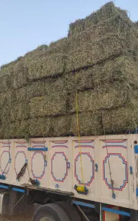 پرس یونجه خشک ویونجه خرد شده