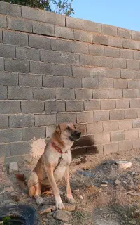 سگ ماده