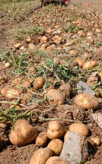سیب‌زمینی بهاره