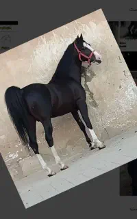 خرید و فروش اسب