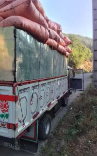کاه گندم