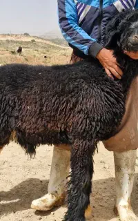 بره قوچی