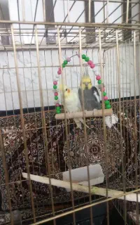 عروس هلندی یک جفت