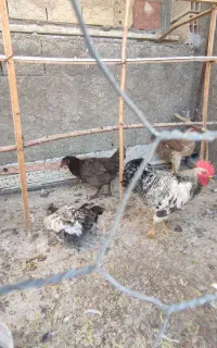 مرغ و خروس