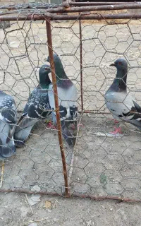 کبوتر مسافتی