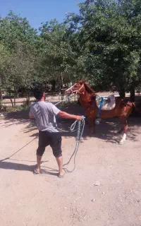 اسب پیداشده