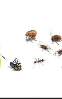 سم پاشی حشرات منزل