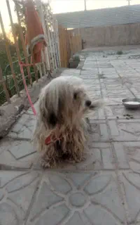 سگ پشمالو