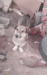 سگ  نگهبان