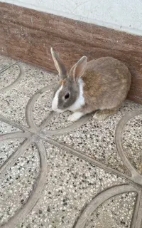 خرگوش بابچه هاش