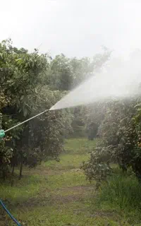 سمپاشی باغات در اسرع وقت