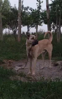 سگ سرابی نرو ماده