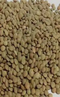 فروش عدس