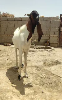 بز پاکستانی نر