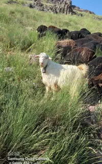 بز نرسانن