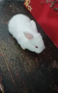 خرگوش