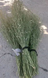 جارو کوهی