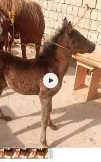 دو کوره مادیون دو ماه و کوره اسب دو سال