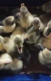 جوجه قو غاز وقوغاز چاق چله