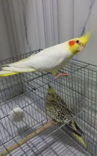 عروس هلندی نر و ماده جفت