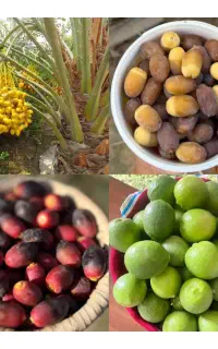 کیلوم گرم