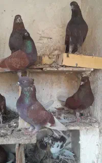 کفتر سرخ پرشی