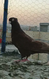 نر عنابی ابادانی